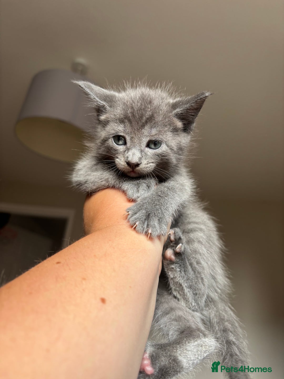 Maine Coon cats for sale: 1 girl left ready now! bengal/maine coon  - Image 16