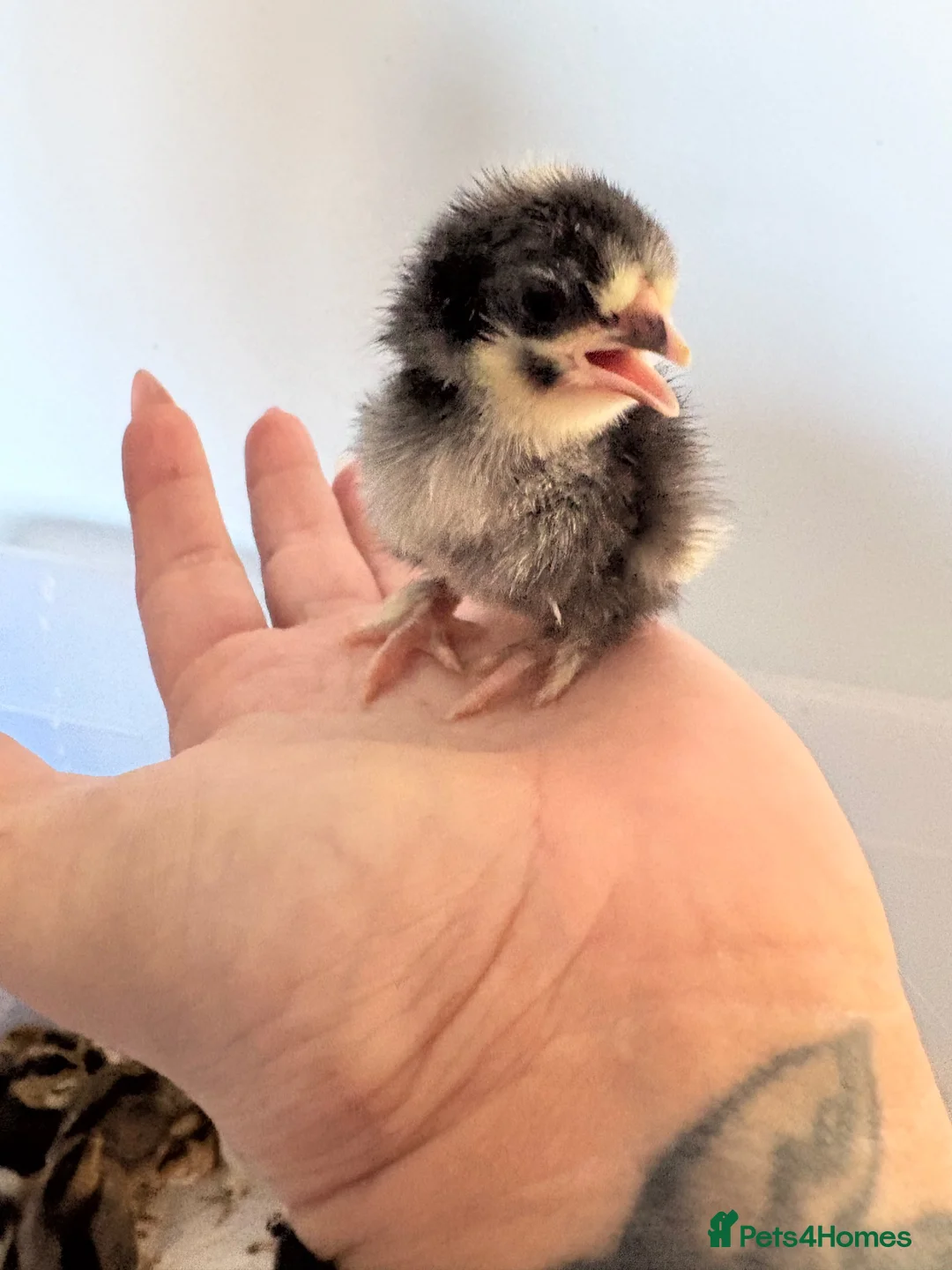 Chickens poultry for sale: Mixed breed chicks for sale  - Advert 1