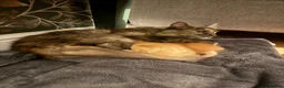 Maine Coon cats for sale: 3 gorgeous kittens  - Advert 2