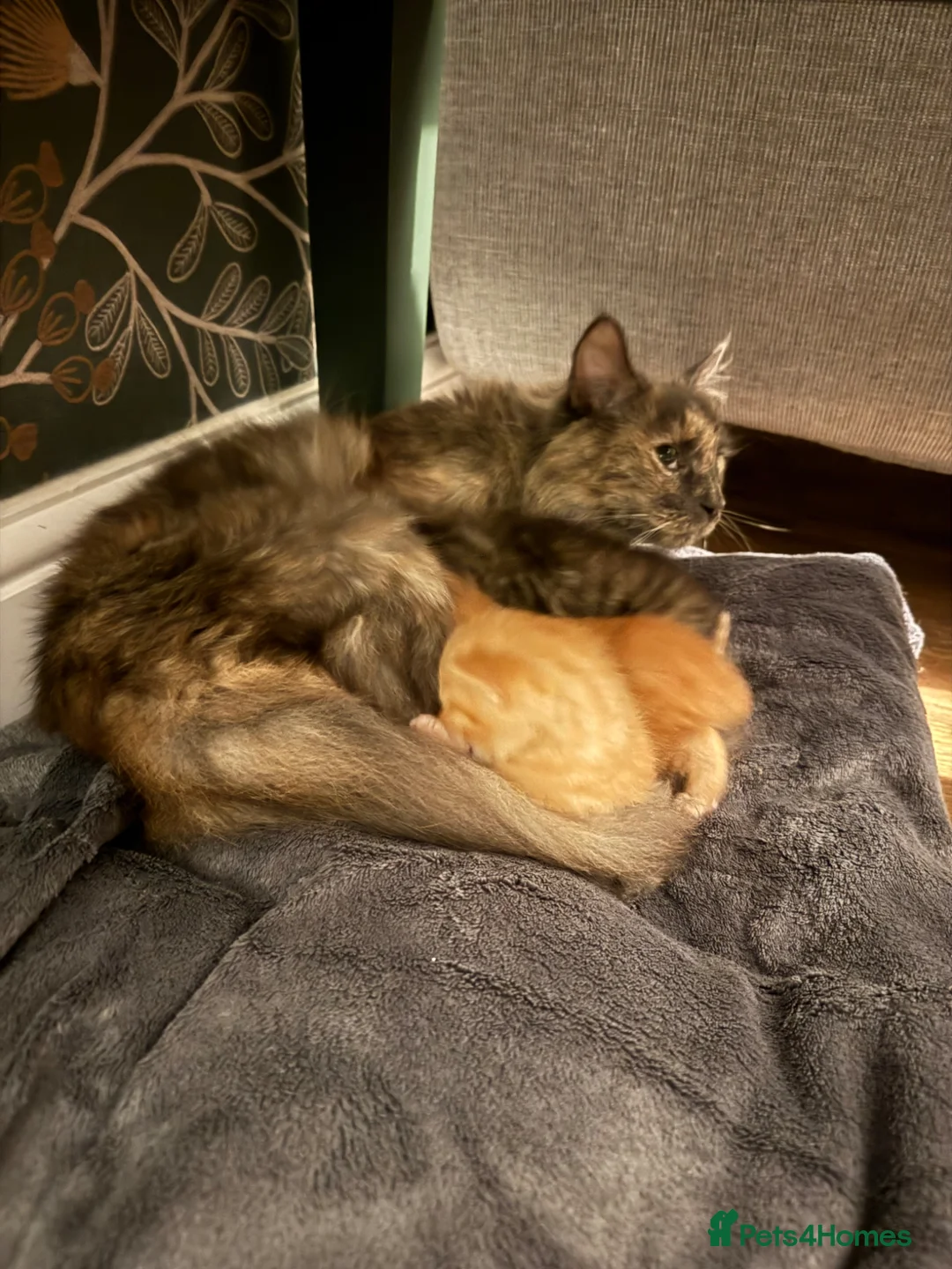 Maine Coon cats for sale: 3 gorgeous kittens  - Advert 2