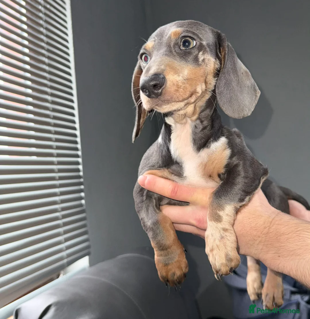 Dachshund dogs for sale: Beautiful Dachshund Girl  🐾 - Advert 1