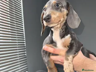 Dachshund dogs Beautiful Dachshund Girl 🐾 - Advert 1