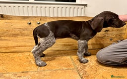 German Shorthaired Pointer dogs for sale: stunning German Shorthaired Pointer Pups  - Image 4