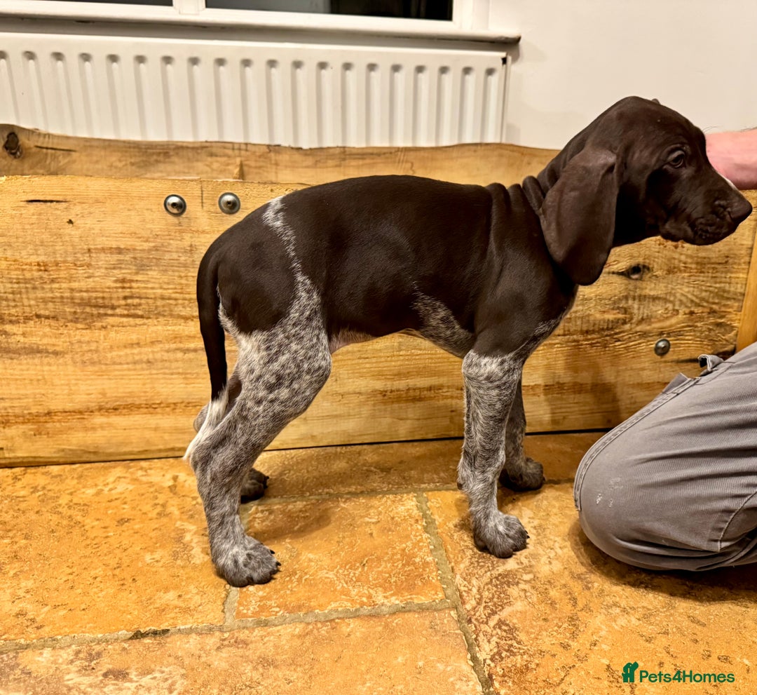 German Shorthaired Pointer dogs for sale: stunning German Shorthaired Pointer Pups  - Image 4