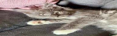Maine Coon Kitten 2
