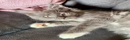 Maine Coon cats for sale: Maine Coon kittens - Advert 10
