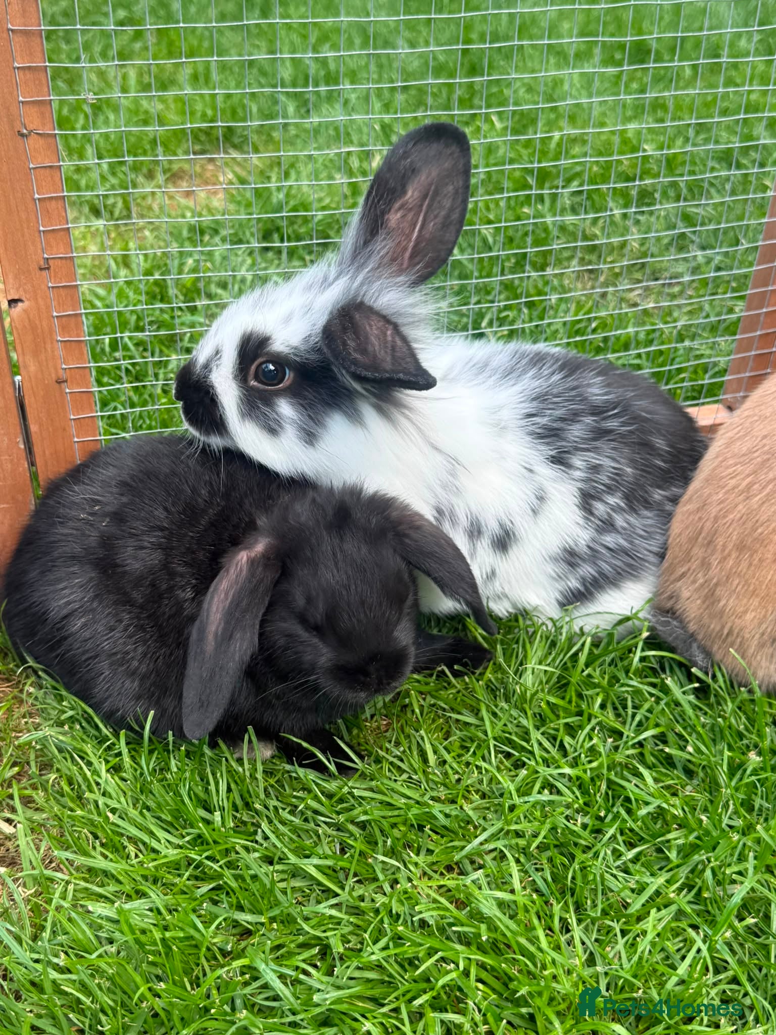 Mini Lop rabbits 2 adorable bunnies for sale  - Advert 2
