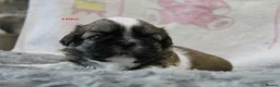 Shih Tzu dogs for sale: KC reg CUTE SHIH TZU BOY PUPPIES - Advert 12