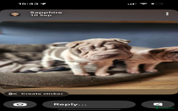 Shar Pei dogs for sale: 2 female shar-peis  - Image 4