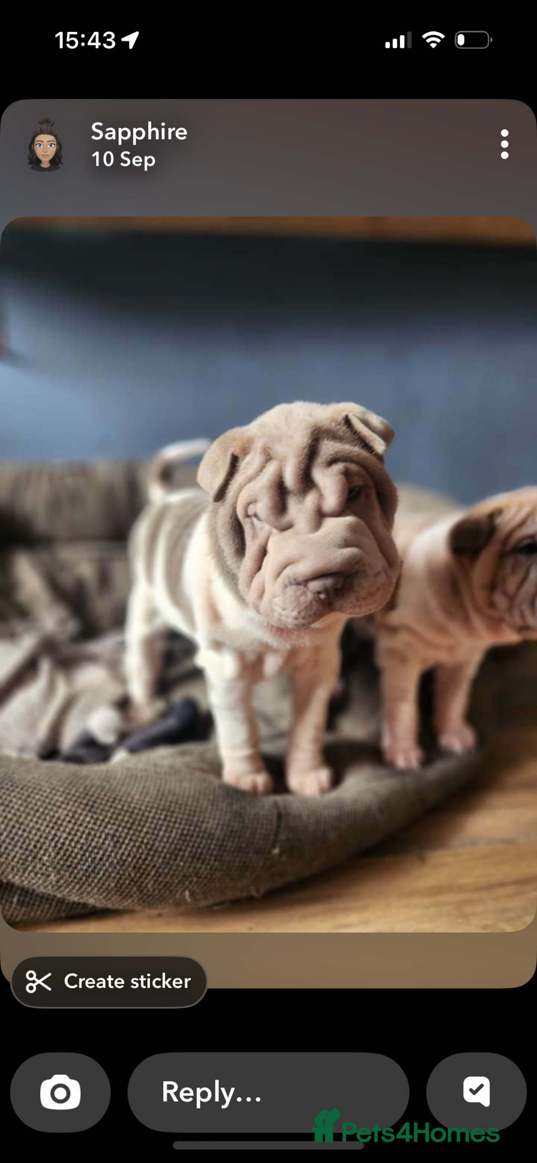 Shar Pei dogs for sale: 2 female shar-peis  - Image 4