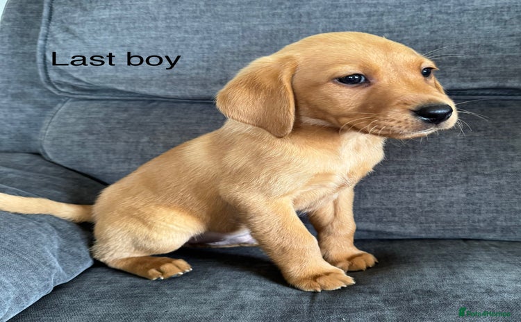 Labrador Retriever dogs - Advert 4