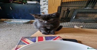 Mixed Breed cats - Advert 15