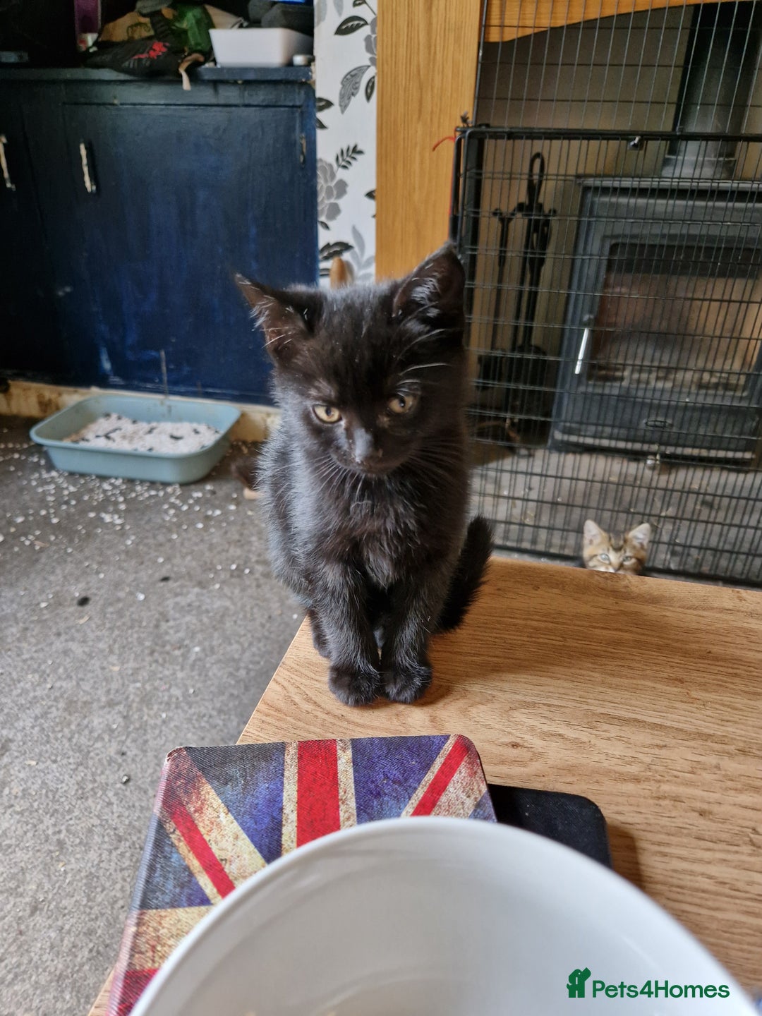 Mixed Breed cats for sale: Kittens For Sale  - Image 3