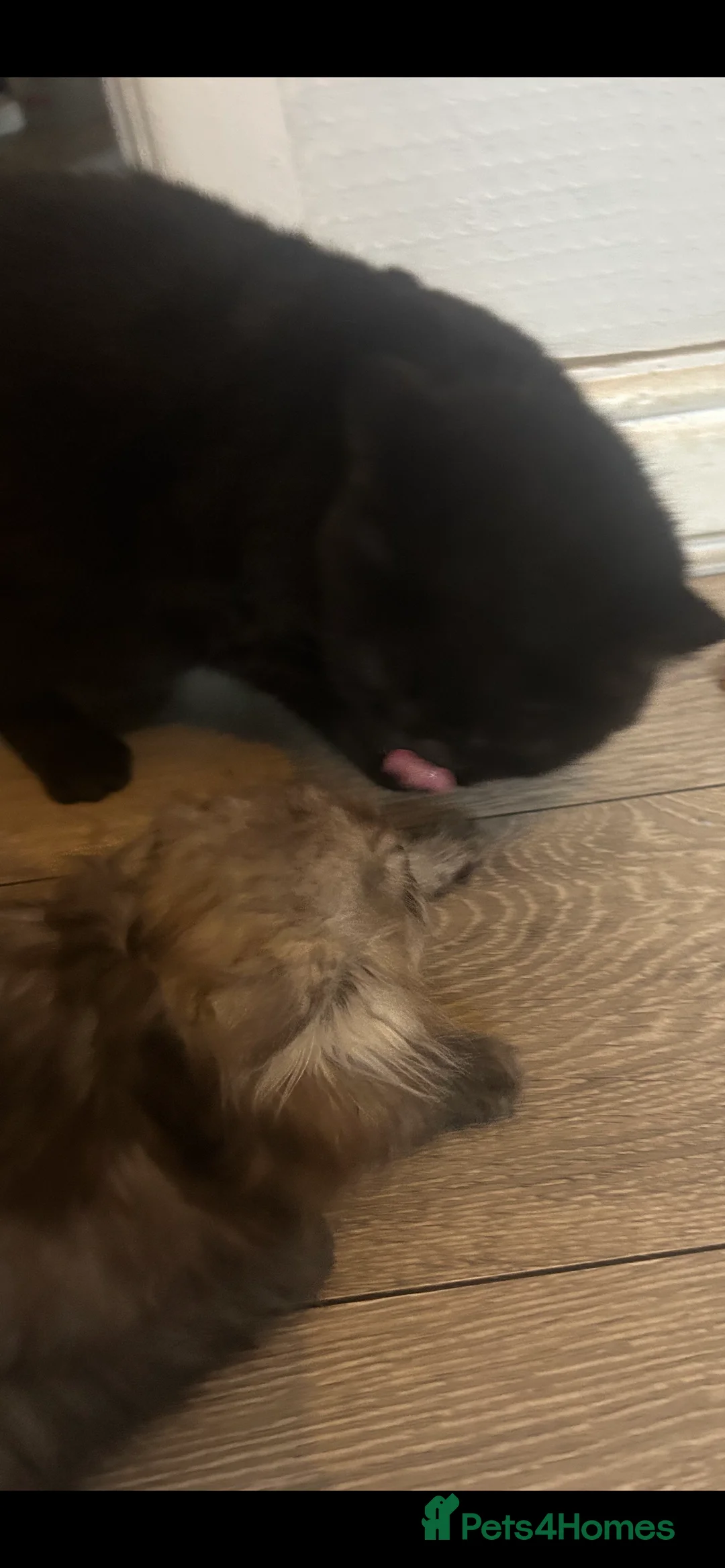 British Shorthair cats for sale: Beautiful male looking for his forever home💙 - Advert 3