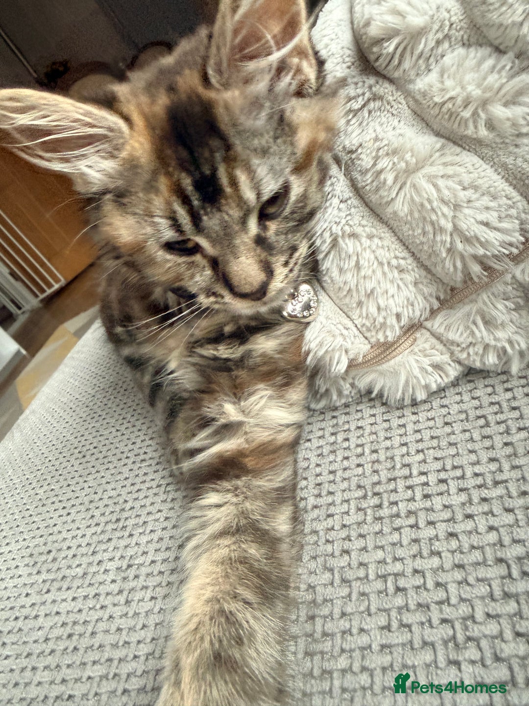 Mixed Breed cats for sale: 🐾 Beautiful 3-Month-Old Female Kitten – Luna 🐾 - Advert 11