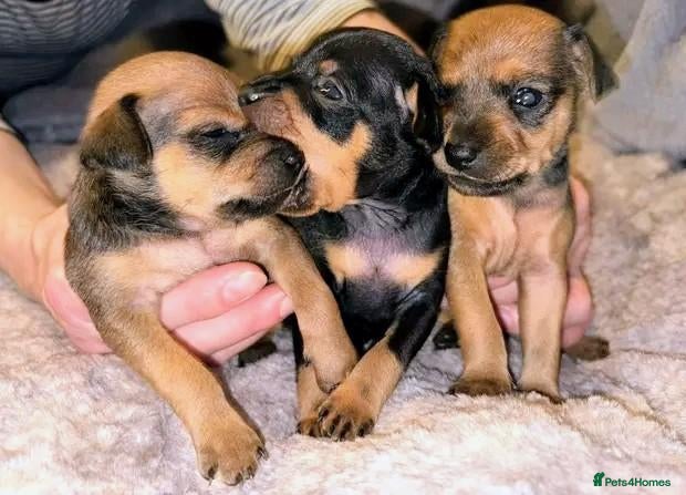 Mixed Breed dogs Minski-Pinski puppies - Advert 3