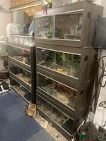 Python Snake reptiles - Advert 7