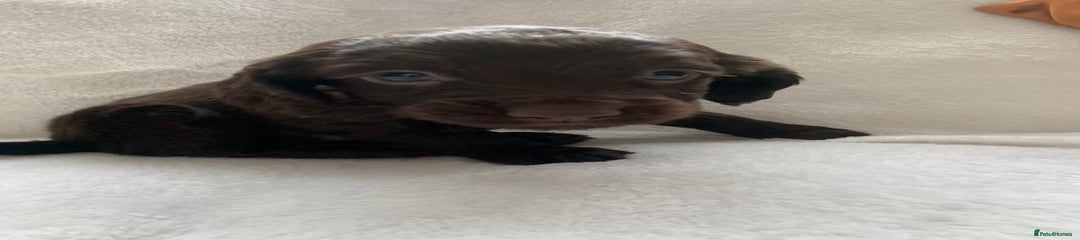 Cocker Spaniel Puppy 4