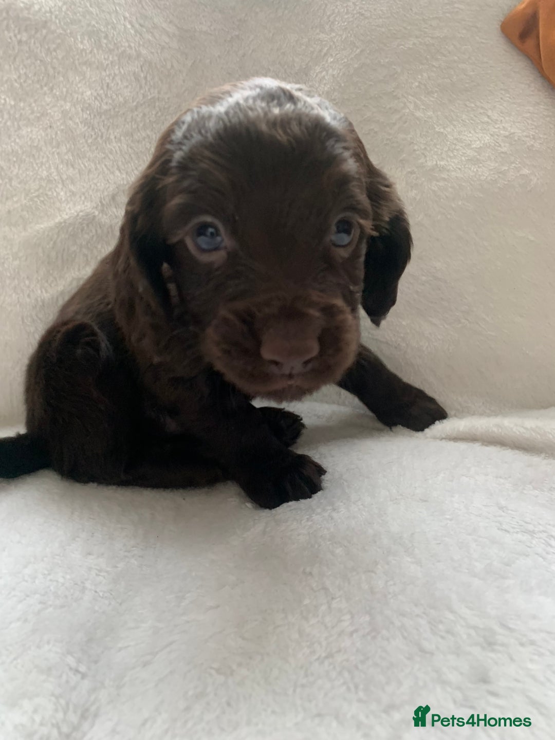 Cocker Spaniel dogs for sale: PURE WORKING CHOCOLATE COCKER SPANIELS  - Advert 5