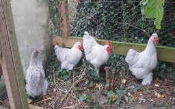 Chickens poultry for sale: Pekin Bantams - Image 1