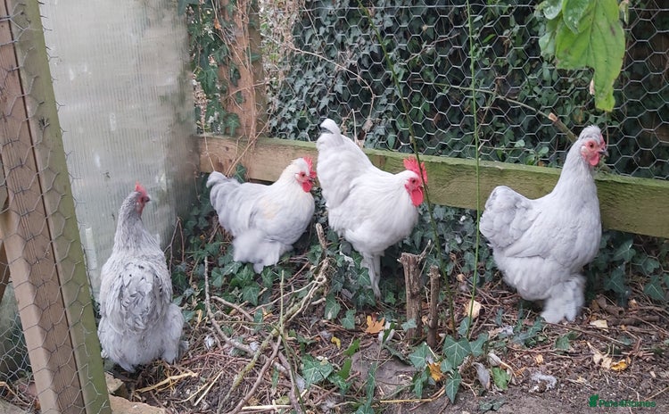 Chickens poultry - Advert 1