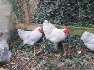 Chickens poultry - Advert 4