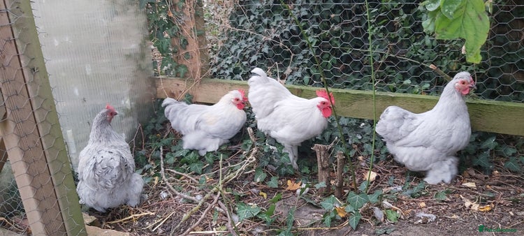 Chickens poultry - Advert 1