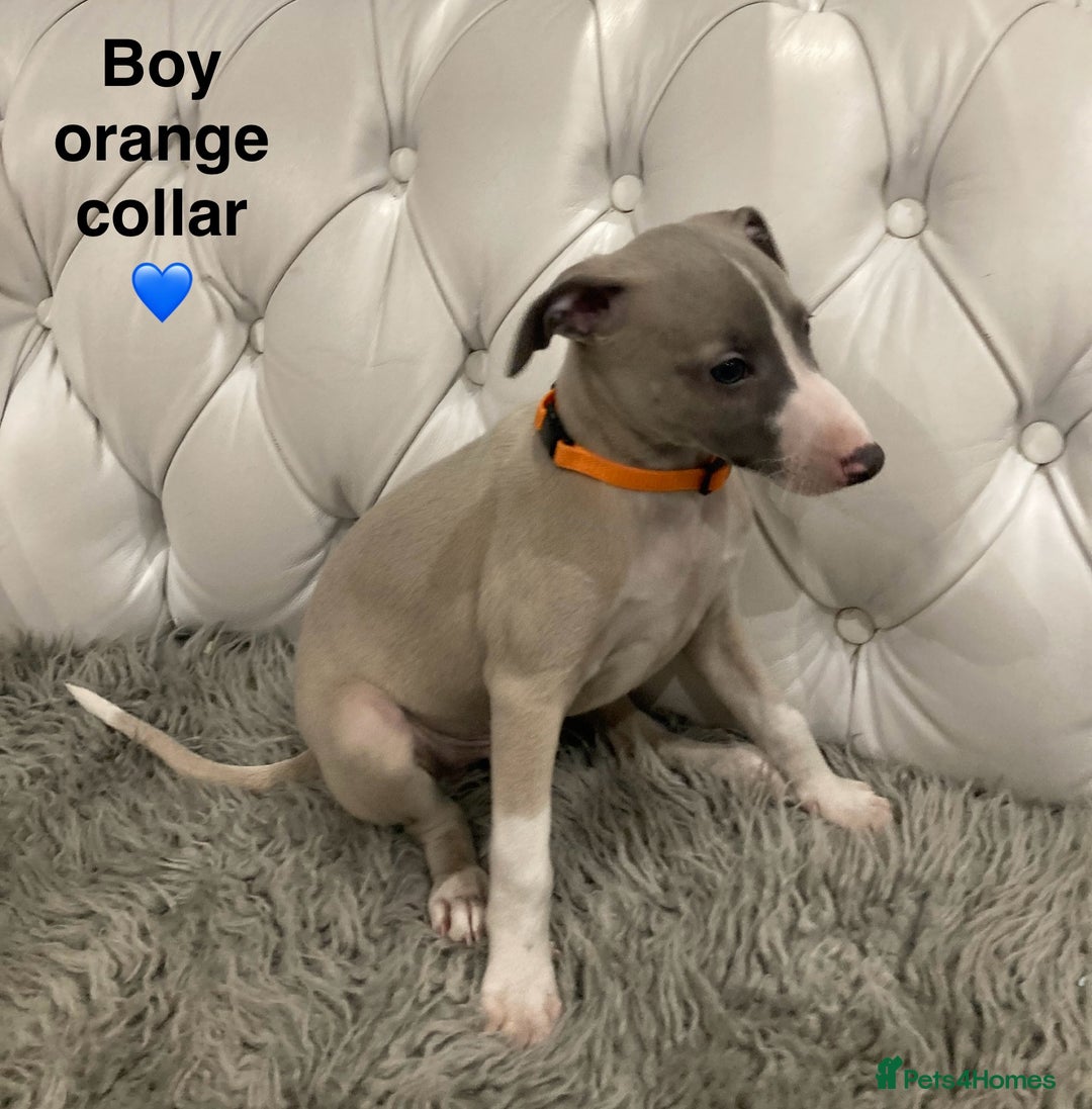 Mixed Breed dogs for sale: Italian greyhound  - Advert 12