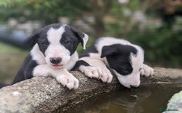 Border Collie dogs for sale: Border Collie pups - Image 8
