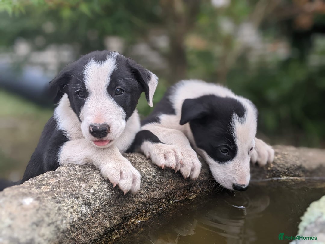 Border Collie dogs for sale: Border Collie pups - Image 8