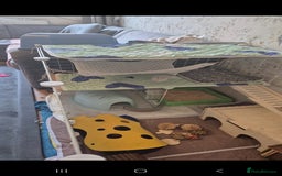 Guinea Pig rodents for sale: 3x male guinea pigs - Advert 8