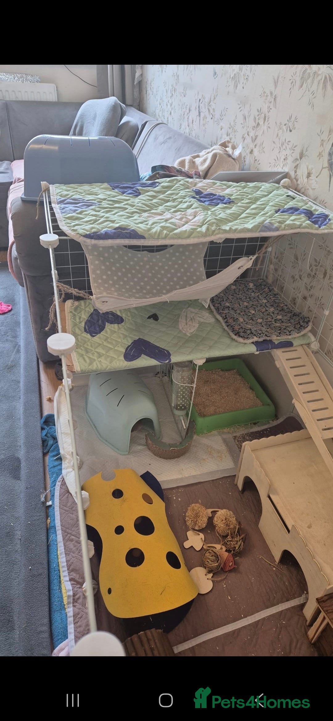 Guinea Pig rodents for sale: 3x male guinea pigs - Advert 8