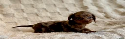 Miniature Dachshund dogs for sale: Long haired dachshund puppies  - Advert 13