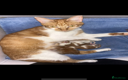 British Shorthair cats for sale: White male kitten  - Image 2