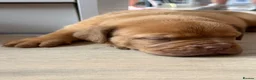 Dogue De Bordeaux dogs for sale: Dogue de bordeux puppies  - Advert 5