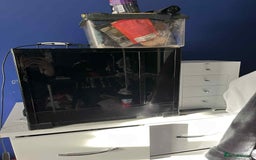 Gecko reptiles for sale: Crested gecko  - Image 4