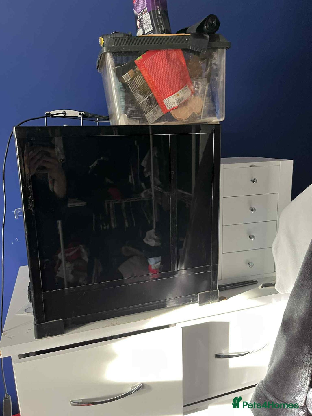 Gecko reptiles for sale: Crested gecko  - Image 4