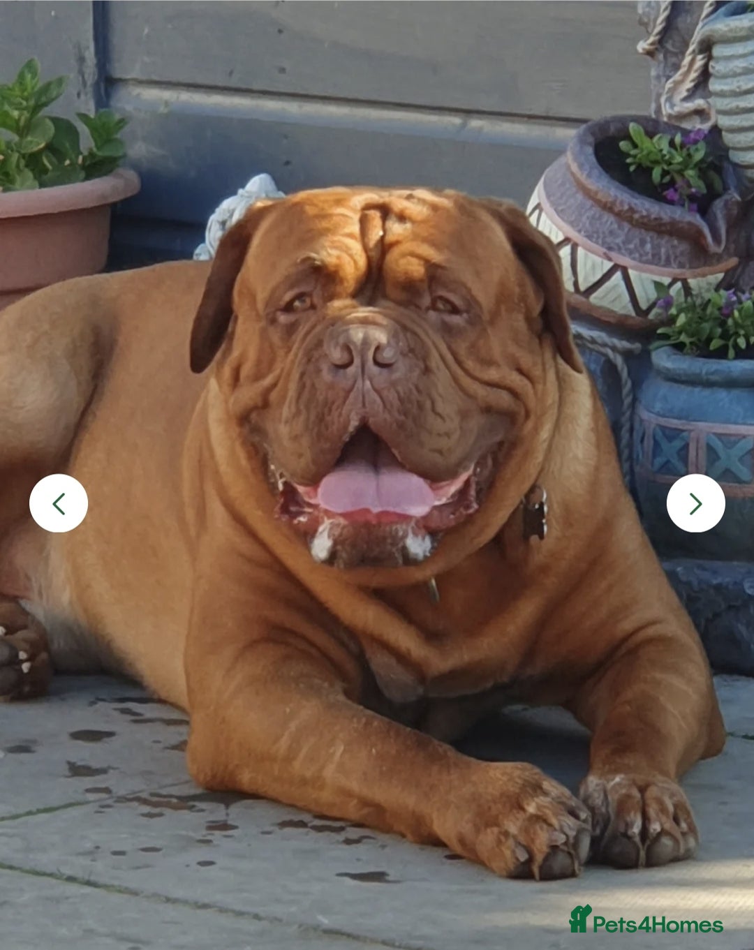 Dogue De Bordeaux dogs for stud: Dougie for Stud - Advert 3