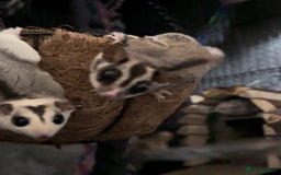 Sugar Glider rodents for sale: Two Female Sugar Gliders with Full Setup - Image 1