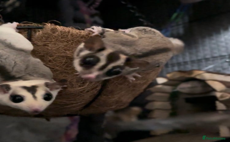 Sugar Glider rodents - Advert 1