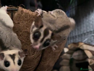 Sugar Glider rodents - Advert 6