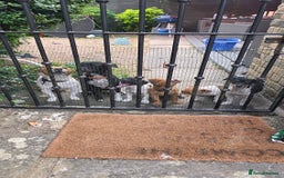 Jack Russell dogs for sale: Jack Russell Terrier  in Epping - Image 1