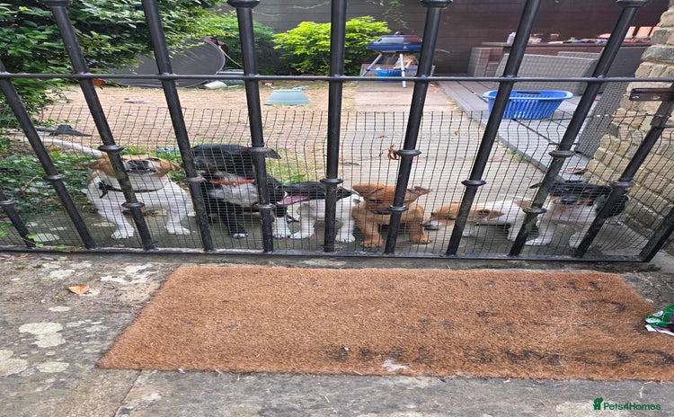 Jack Russell dogs in Epping - Advert 14