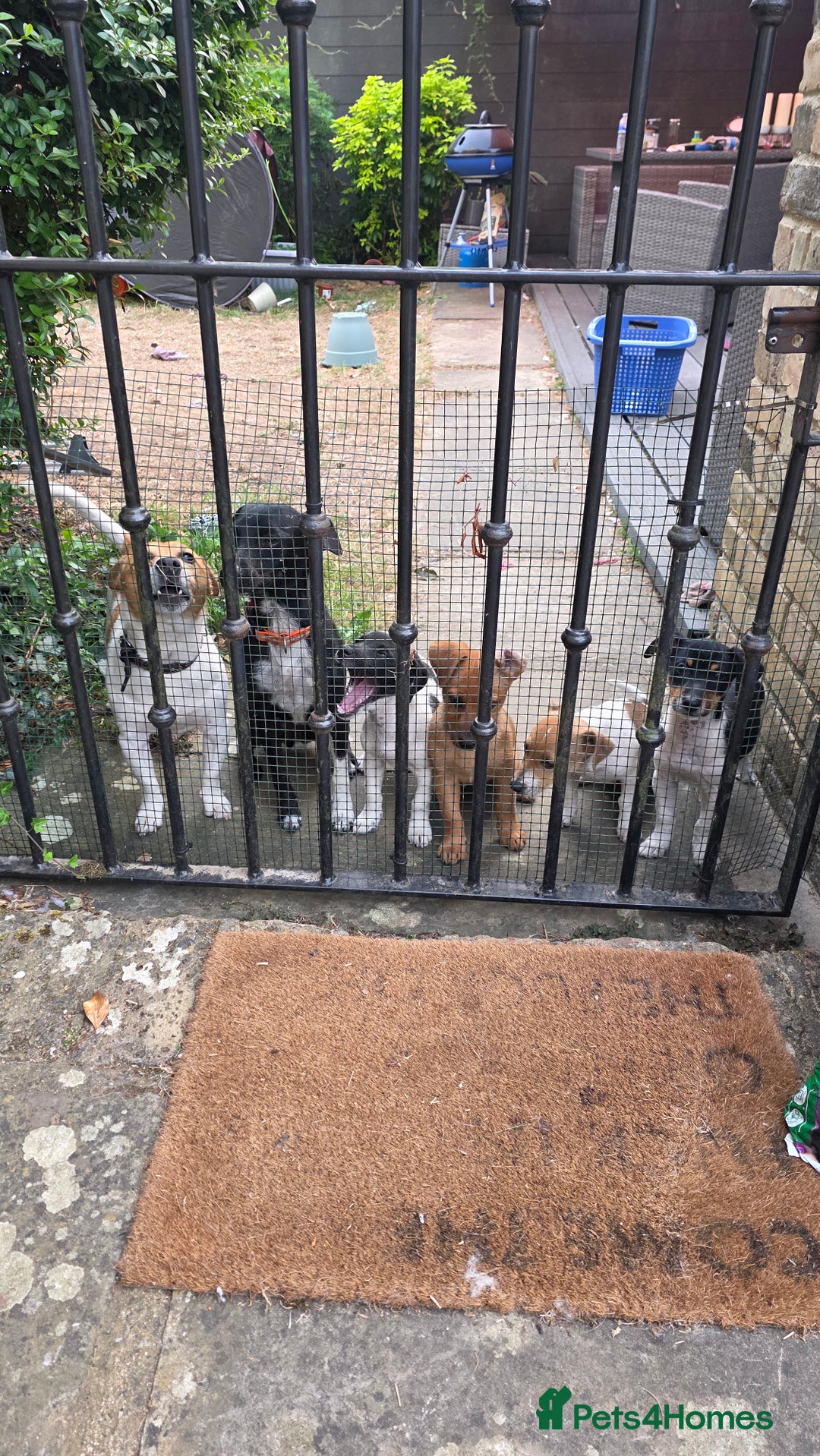 Jack Russell dogs for sale: Jack Russell Terrier  in Epping - Image 1