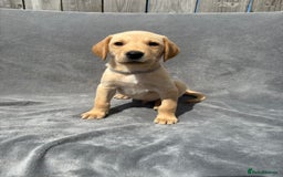 Labrador Retriever dogs for sale: Ready to leave now KC Labrador puppies  - Image 2