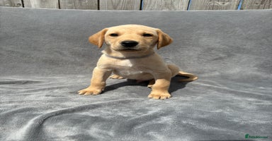Labrador Retriever dogs - Advert 8