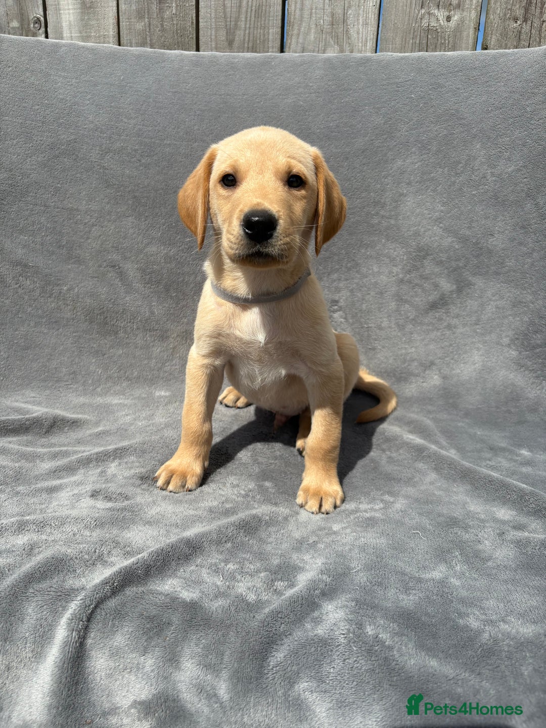 Labrador Retriever dogs for sale: Ready to leave now KC Labrador puppies  - Image 2