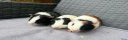 Guinea Pig rodents for sale: Sows and Trio of Boars  - Advert 28