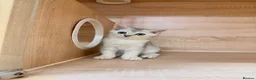 British Shorthair cats for sale: Friendly Silver/White British Shorthair Kitten - Advert 6