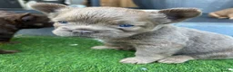 French Bulldog dogs for sale: Fluffy Frenchies  - Advert 8